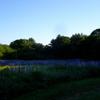 Lupines in the early morning