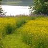 Fields of buttercups and lupines 